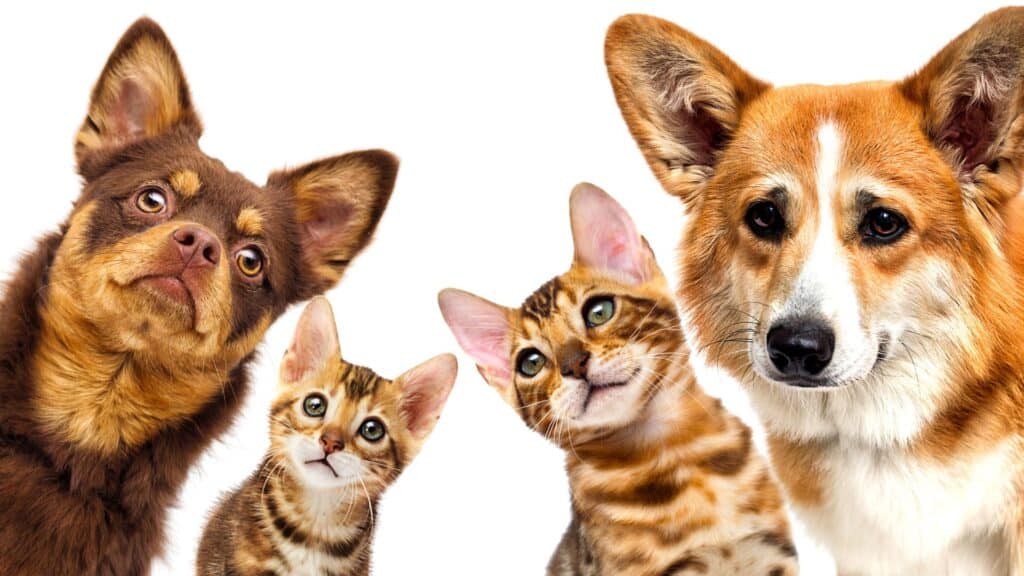 Entretien d'embauche mémorable : entre poils de chat et élégance déconcertante