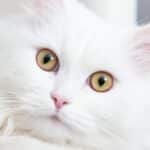 Entretien d'embauche mémorable : entre poils de chat et élégance déconcertante