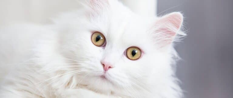 Entretien d’embauche mémorable : entre poils de chat et élégance déconcertante