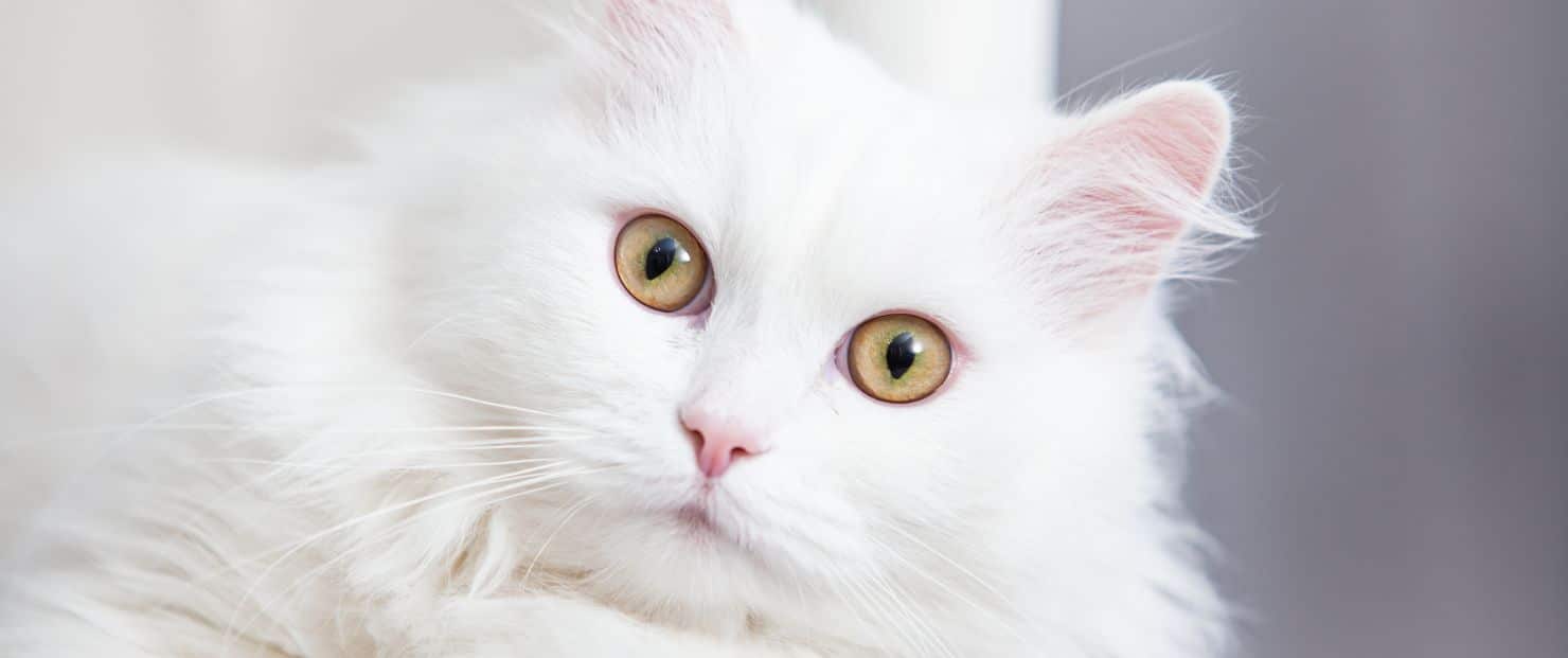 Entretien d'embauche mémorable : entre poils de chat et élégance déconcertante
